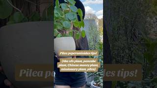 How to care for a pilea peperomioides chinesemoneyplant pileatips plantcare planthacks [upl. by Oakman710]