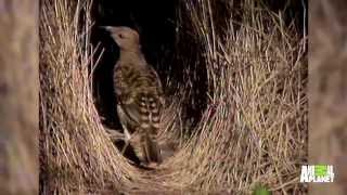 A bowerbird builds his nest a metre from Sydney suburbia – Australian bird of the year 2023 [upl. by Uri644]