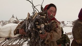 Experiencing Nenet Life On The Frozen Tundra  Tribe With Bruce Parry  BBC [upl. by Enneirb15]