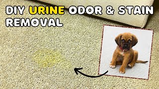 Remove Pet Urine Odours From Carpet [upl. by Atinuaj]