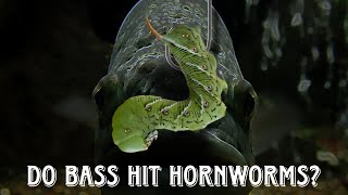 Hornworms does it bait  Testing FAT hornworms as bass bait [upl. by Milt]