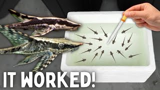 BREEDING Whiptail Catfish  50 Babies Made [upl. by Riobard]