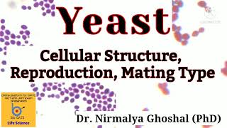 Yeast Structure Mode of Reproduction Mating Type Switching yeast [upl. by Gorga]