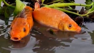 Rofikul Bangla Fun is livevideo  Traditional village boy fish catching video in River 2024 [upl. by Wilmette890]