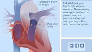 Heart Contraction and Blood Flow心臟收縮和血液循環 [upl. by Colis366]