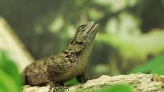 Sceloporus malachiticus [upl. by Brecher]