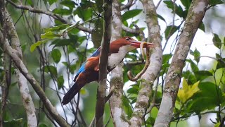 Kingfisher Vs Snake [upl. by Tabor]