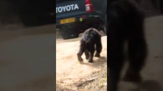 bear slothslothbearpandatrendingshorts viralvideo [upl. by Eseuqcaj]