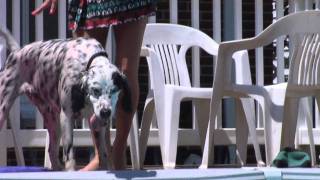 Zee the English Setter swimming HD [upl. by Alyos527]