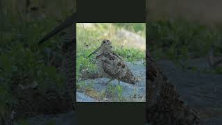 Swedish Woodcock Dance [upl. by Astrid]