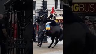 QUEEN’S GUARD HORSE GOES CRAZY kingsguard royalkingsguards buckinghampalace shorts horse [upl. by Aerdma441]