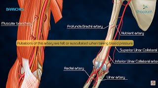 Anatomy of Brachial Artery  Origin  Course  Branches and Relations  USMLE  FMGE and Neet PG [upl. by Linis]