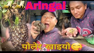 🐝🐝Aringal पोलेर खाइयो nepal dhading [upl. by Nylteak]