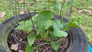 Squash Peppers Sweet Potato and Herbs 3 [upl. by Goraud]