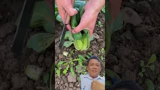 Fresh Spinach Green farming farmer agriculture [upl. by Yelreveb]