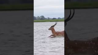 Lechwe was attacked by crocodiles in the watervideo watching crocodile lechwesubscribe shorts [upl. by Brunella]