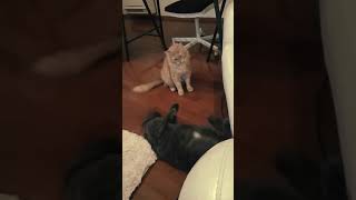 Nebelung Kittens Fighting  Nebelung Cat Games  Cat Fight [upl. by Berke535]