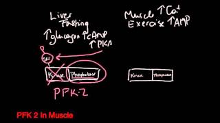 PFK 2 Liver vs Muscle [upl. by Opiuuk888]