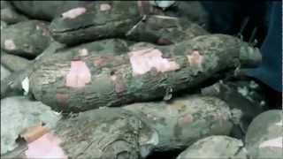 Cassava production in Liberia [upl. by Chappell]