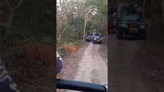 pilibhit tiger 🐅 reserve jungle safari [upl. by Eelsew]