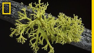 Whats in a Lichen How Scientists Got It Wrong for 150 Years  Short Film Showcase [upl. by Airamasor200]