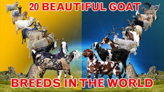 List of 20 Beautiful Goat Breeds in World [upl. by Strawn]