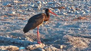 Early Morning Start For Black Stork [upl. by Ialohcin]