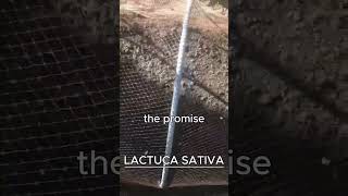 LACTUCA SATIVA AKA LETTUCE [upl. by Kala]