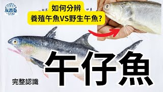 午魚午仔魚完整介紹，台灣午魚供給狀況，如何分辨養殖午魚和野生午魚？ [upl. by Ennaed276]