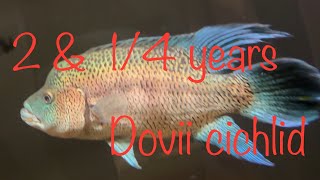 2 amp 14 years update Dovii cichlid [upl. by Iago]