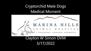 Cryptorchid Dogs and Neutering [upl. by Anella]