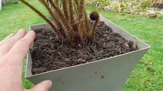 cyathea cooperi update April 2022 [upl. by Leamsi]