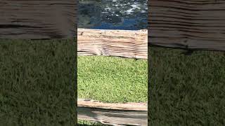 Gator Watch On Kiawah golf shorts standupcomedy [upl. by Lindon]