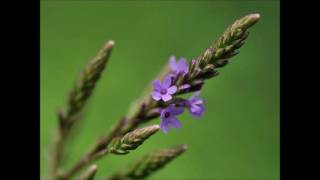 Floral de Bach Vervain [upl. by Prager]