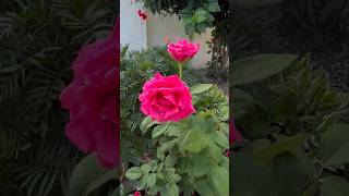 Rose flower♥️roseplant shortsfeed plants mygardening ytshorts viral rose flower [upl. by Hallock]