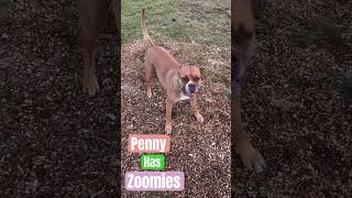 Penny has Zoomies [upl. by Aimal127]