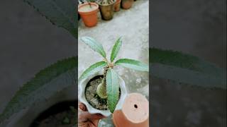 Dorstenia foetida [upl. by Sonny]