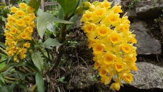 Dendrobium densiflorumorchid [upl. by Aita164]