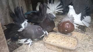 Fantail Pigeon Breeding Season Update Fantails Now Available [upl. by Chere879]