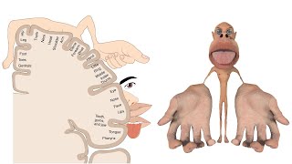 Signs amp symptoms of stroke and the blood vessels of the brain [upl. by Llenyl]