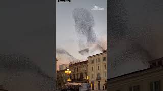 ‘Breathtaking’ starling murmuration captured in Italy [upl. by Akiner478]