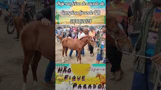 Você encontra assim na feira de cavalo de Campina Grande PB [upl. by Shanleigh733]