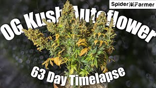 Timelapse  Seed to Harvest 200g Dry  OG Kush Autoflower Fastbuds  Spiderfarmer SF4000 [upl. by Bourke]