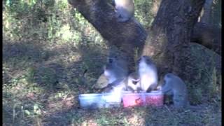 vervet monkeys eating red corn Video credit Erica van de Waal [upl. by Nnylecoj283]