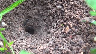 Ant nests ants insects anthill [upl. by Itsym]