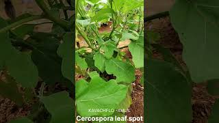 மழையில் வரும் கத்தரி இலை புள்ளி cercospora leaf spot agriculture fungicide brinjal [upl. by Hardunn711]