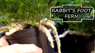 Rabbits Foot Fern [upl. by Bright581]