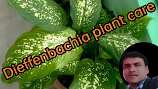 Dieffenbachia plant careHow to grow dieffenbachia plant [upl. by Borreri]