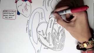 Cardiology  Heart Physiology I Cardiac Myocyte and Membrane Potential [upl. by Ymar]