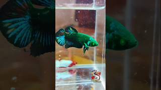 Hulk Betta Fish  Very Rare Betta Fish bettafish bettabreeding shorts fish hulk rare [upl. by Eladal]